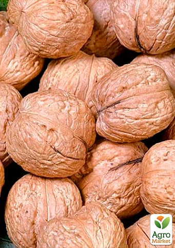 Волоський горіх "Велетень" (середній термін дозрівання) - фото 4