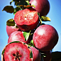 Яблуня красномясая "Одіссо" (Odisso) (літній сорт, середній термін дозрівання)