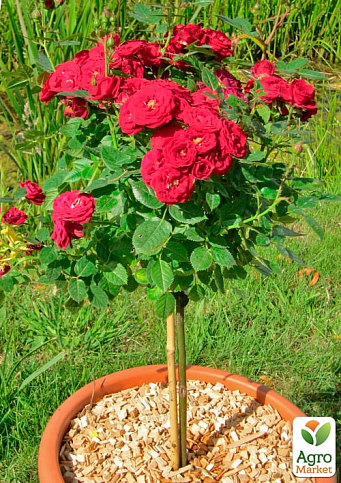 LMTD Троянда на штамбі 5-річна "Royal Red" (укорінений саджанець у горщику, висота 130-150см) - фото 4