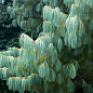 Сосна 3-х річна Кедрова "Арманда" (Pinus Armandii) C3, висота 55-75см