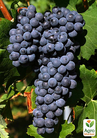 Виноград "Неббіоло" (італійський винний сорт)