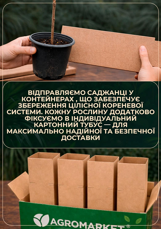 Гінкго білоба "Дволопатеве" (вік 2 роки)