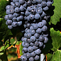 Виноград "Неббіоло" (італійський винний сорт)