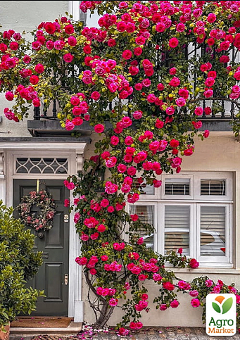 Троянда плетиста "Діззі Хайтс" (саджанець класу АА+) вищий сорт