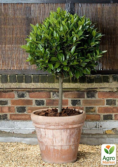 LMTD Лавр вічнозелений на штамбі 6-ти річний "Laurus nobilis" (висота 80-120см)5