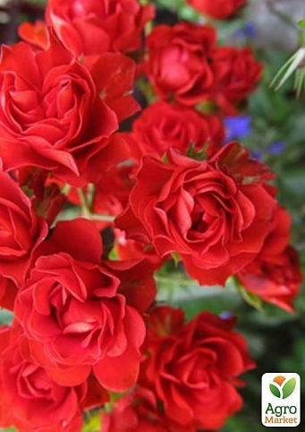 Роза почвопокровная "Скарлет Мейландекор" (саженец класса АА+) высший сорт