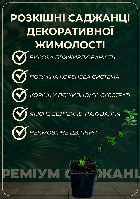 Жимолость Брауна "Dropmore Scarlet" (Декоративна, плетиста)