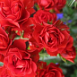 Роза почвопокровная "Скарлет Мейландекор" (саженец класса АА+) высший сорт