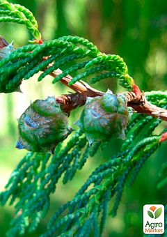 Кипарис Кашмирский 3-х летний (Cupressus Cashmeriana) С1,5 высота 70-80см6