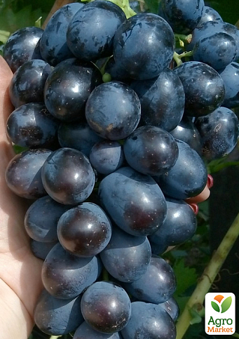 Виноград "Хаджи Мурат" (крупноягодный мускат Таджикской селекции, вес грозди 2000-3000 гр)