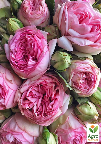 Роза кустовая " Брайдал Пиано" (BRIDAL PIANO) (саженец класса АА+) высший сорт