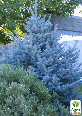 Ель голубая "Colorado Blue" (горшок P9) - фото 5
