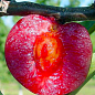 Слива "Ред Харт" (летний сорт, средний срок созревания)
