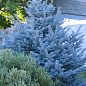 Ель голубая "Colorado Blue" (горшок P9)