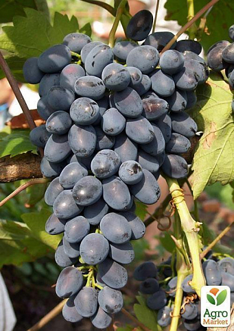 Виноград "Надія Азос" (середньо-ранній термін дозрівання, втілення мрії про багатому врожаї) - фото 3