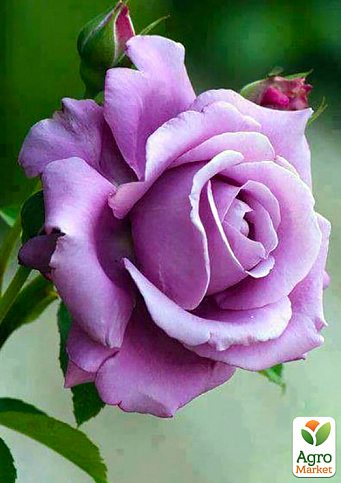 Роза чайно-гибридная "Голубой нил" (саженец класса АА+) высший сорт
