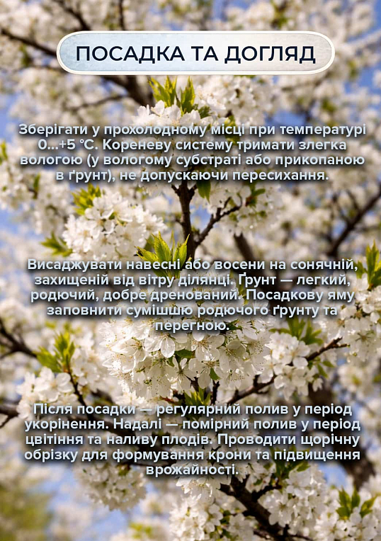Эксклюзив! Вишня темно-бордовая "Любська" (премиальный крупноплодный сорт, неприхотливая) - фото 2