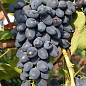 Виноград "Надія Азос" (середньо-ранній термін дозрівання, втілення мрії про багатому врожаї) цена