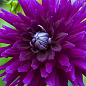 Георгина "Purple Gem"
