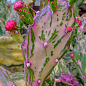 Кактус "Опунция" (Opuntia monacantha variegata) (Нидерланды)
