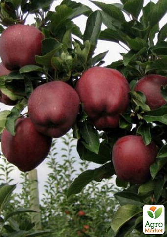 Яблуня "Ред Каф" (зимовий сорт, пізній термін дозрівання)