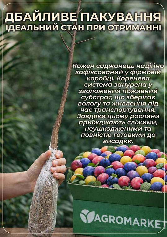 Слива диплоидная с ароматом персика "Шарафуга" (летний сорт, средний срок созревания)