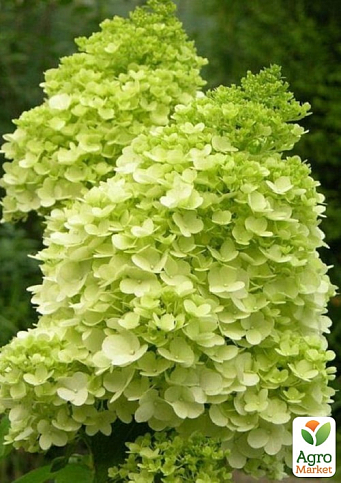 Гортензия метельчатая 2-х летняя "Mojito" высота саженца 20-30см - фото 4