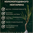 Нектарин колоновидный "Рубис (Rubis)" купить