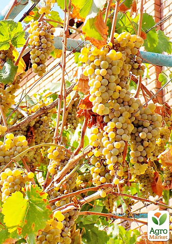 Виноград вегетуючий винний "Ркацителі"  - фото 3