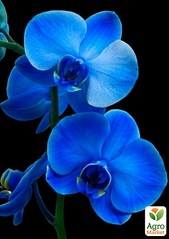 Орхидея (Phalaenopsis) "Royal Blue" - фото 2