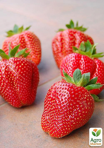 Полуниця "Сан Андреас" (San Andreas) (ремонтантний сорт) - фото 7