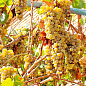 Виноград вегетирующий винный "Ркацители"  цена