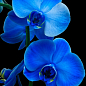 Орхидея (Phalaenopsis) "Royal Blue" купить
