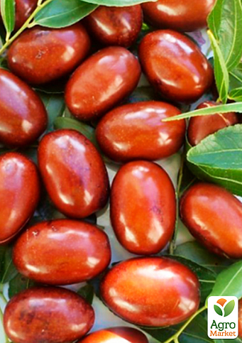 Зізіфус (унабі) "Первісток" (середній термін дозрівання, високоврожайний сорт) вазон Р9, висота 10-15см - фото 4