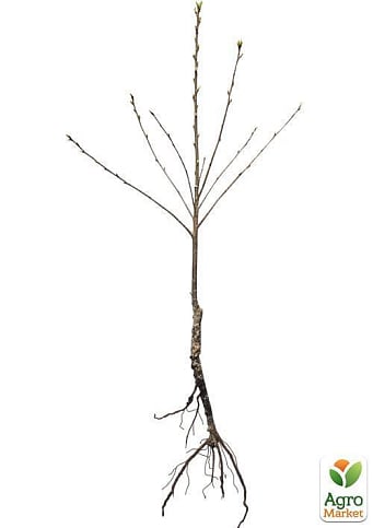 Вишня колоновидна "Ашинський гібрид" (літній сорт, ранній термін дозрівання) - фото 4