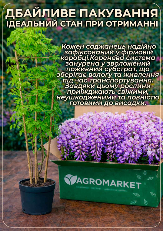 LMTD Вистерия (глициния) "Caroline" 2-х летняя (высота 50-70см) - фото 3