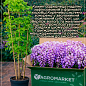 LMTD Вистерия (глициния) "Caroline" 2-х летняя (высота 50-70см) цена