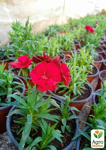 Гвоздика ампельная Красная 1шт. (контейнер № 10, высота 10 см) - фото 5