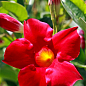 Дипладения (Mandevilla) "Classic Early Scarlet" (цветущая лиана)