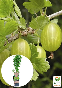 LMTD Аґрус "Hinnonmaki Green" (сортовий, укорінений) висота 50-70см1