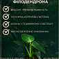 LMTD Філодендрон "Ring of Fire" висота 30-40см купить