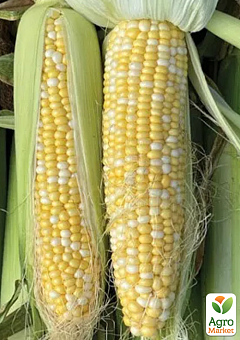 Кукуруза "БСС 1075 F1" ТМ "Syngenta" 5000шт6