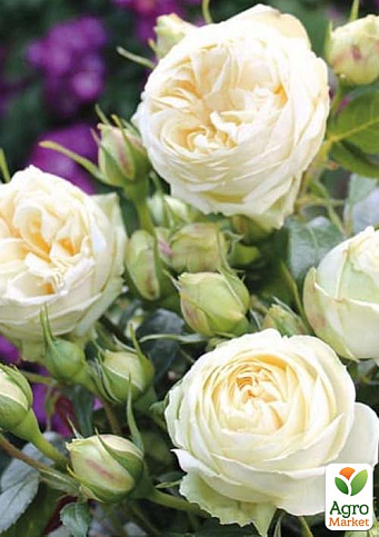 Роза кустовая "Веддинг Пиано" (WEDDING PIANO) (саженец класса АА+) высший сорт