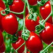 Томат детерминантный черри "Френзи F1" ТМ "Lark Seeds" 1000шт