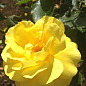 Роза почвопокровная "Limesgold" (саженец класса АА+) высший сорт