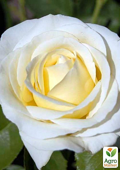 Роза чайно-гібридна "Шопен" (саджанець класу АА +) вищий сорт1