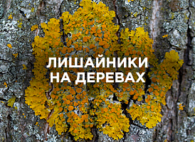 Лишайники на деревах: міфи, правда та догляд за садом | Agro-market