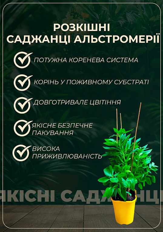 Альстромерия inticancha Patio "Doba" (выращено in-vitro) С1,5 - фото 2