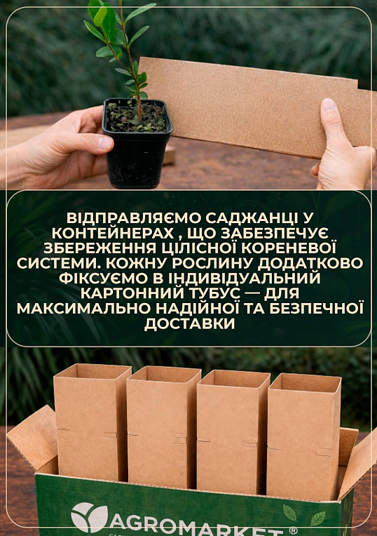 Фейхоа зеленая "Король Жоан" (King Joan) - фото 5