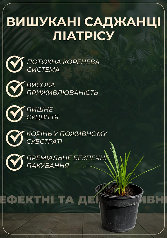 Лиатрис колосковый "Kobold" вазон С2